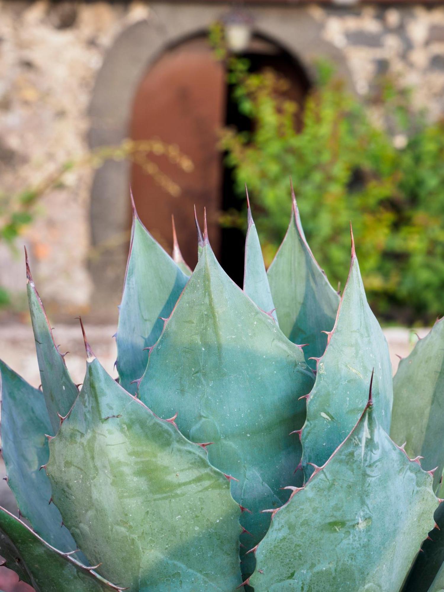 Podere Dell'Etna Segreta - Essential Nature Hotel & Glamping Biancavilla Exterior foto